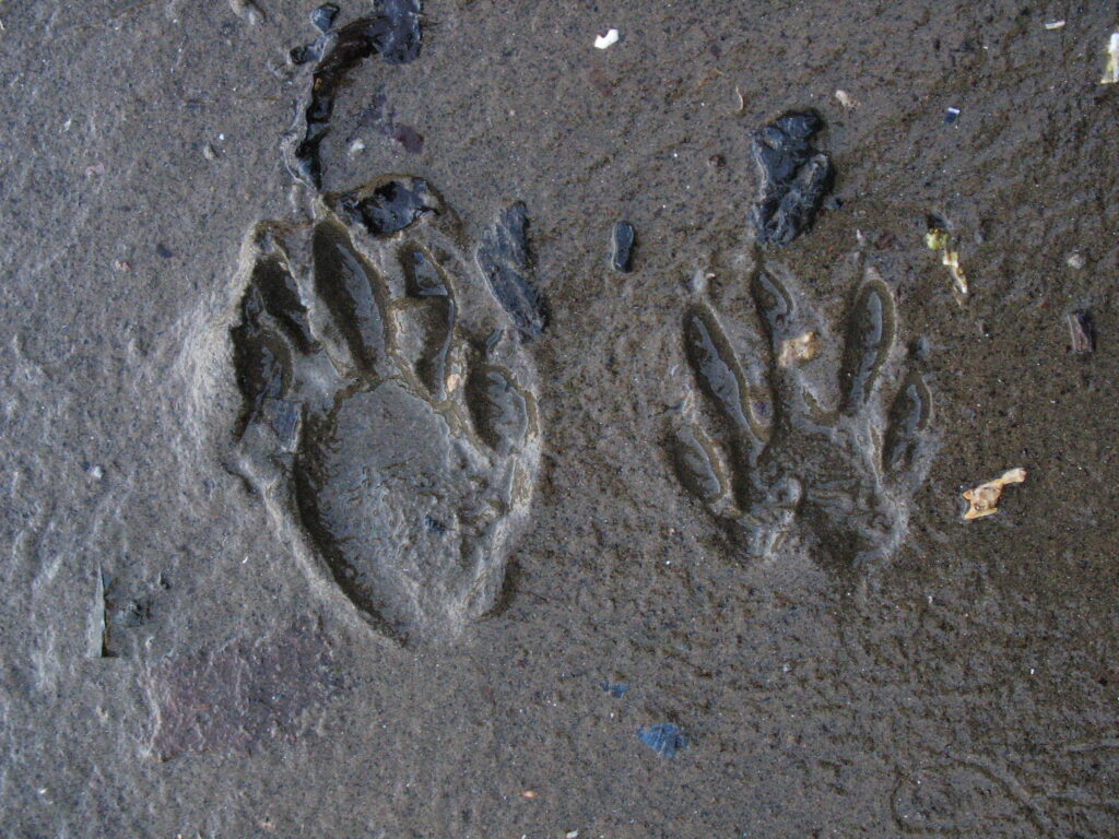 Close up of Raccoon's paw prints.