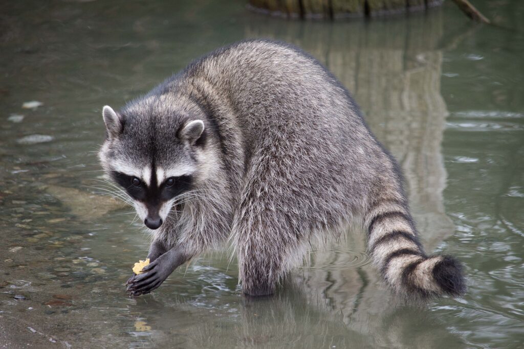 A Raccoon is seen from the side as it stands in shallow water. It's looking at the camera and holding yellow-colored food in its front paws.