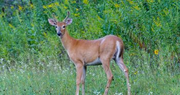 Photo of a White-tailed Deer male standing in grass with shrubs behind her. His head is turned toward the camera.