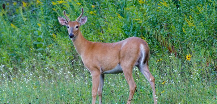 Photo of a White-tailed Deer male standing in grass with shrubs behind her. His head is turned toward the camera.