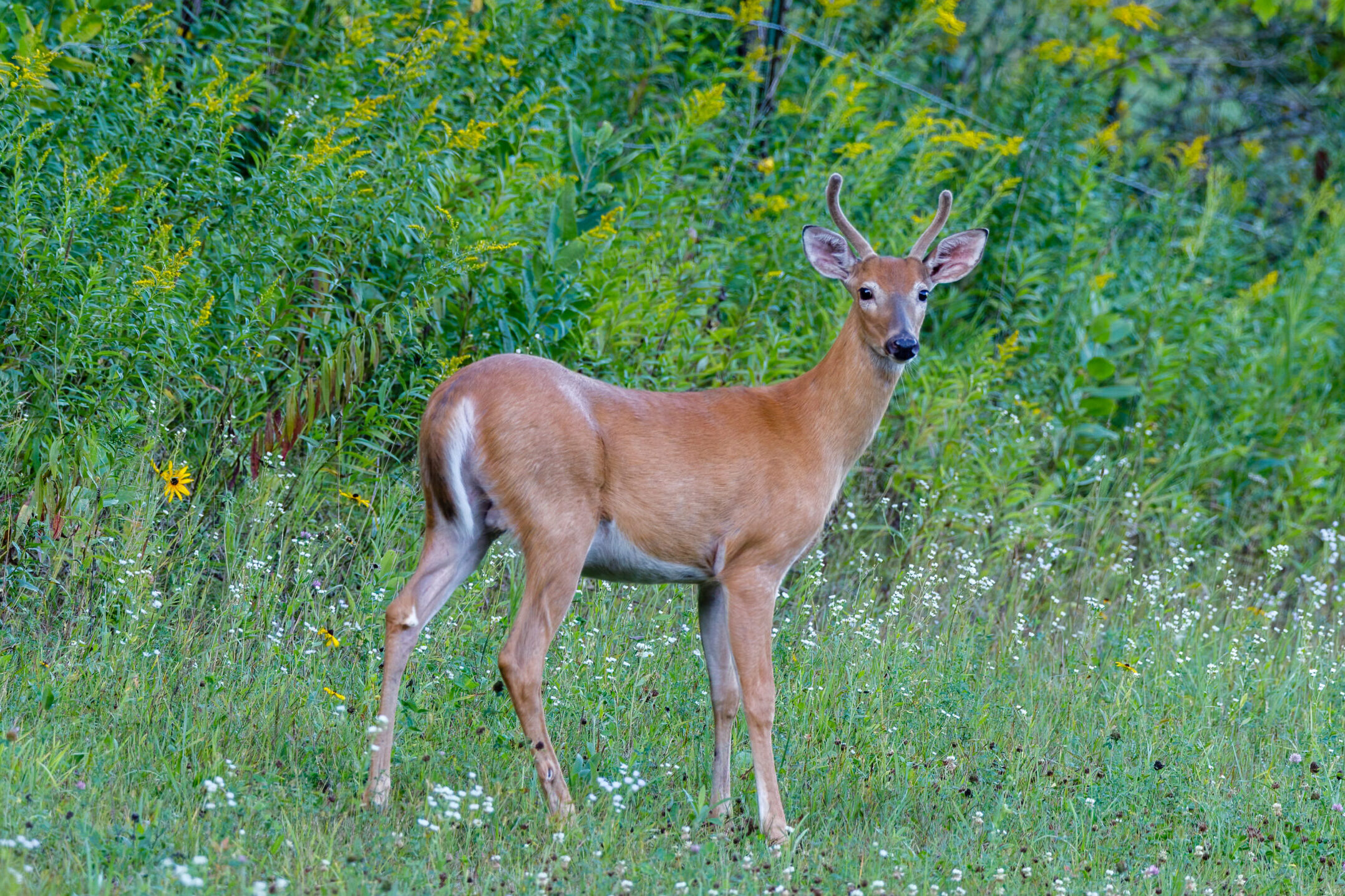 female-white-tailed-deer-with-antlers