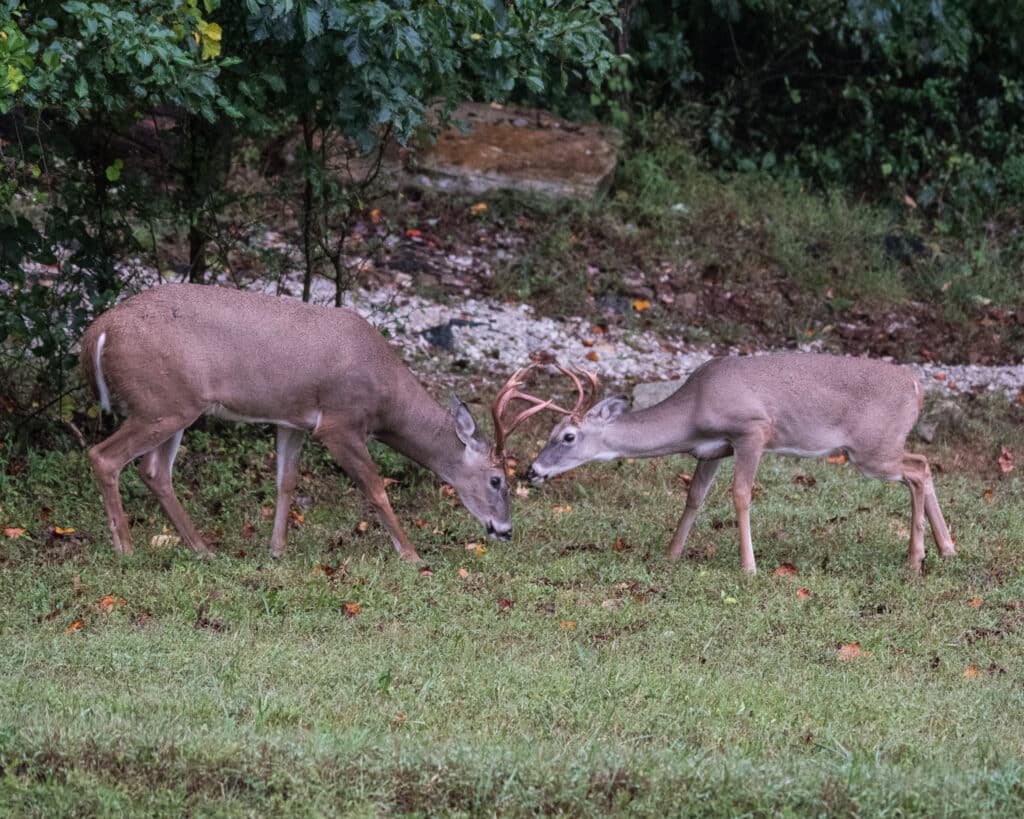 Photo of two male White-tailed Deer facing each other, their antlers are touching. They're seen from the side.