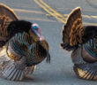 Two Wild Turkeys with feathers flared, standing on pavement.