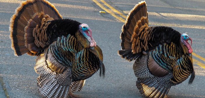 Two Wild Turkeys with feathers flared, standing on pavement.