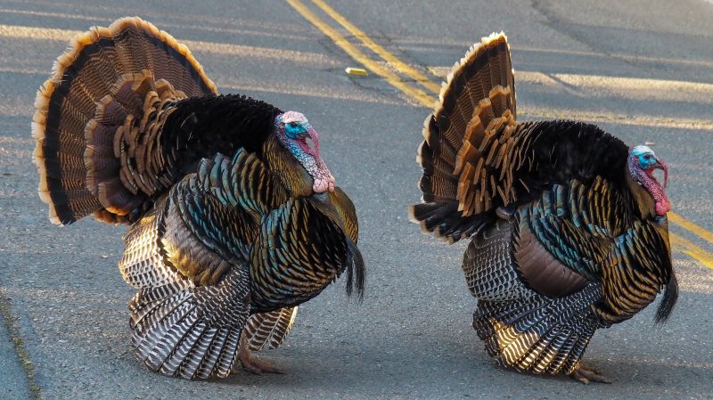 Two Wild Turkeys with feathers flared, standing on pavement.