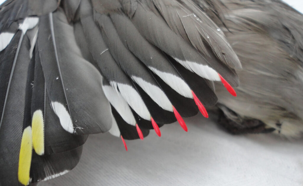 Close up of the waxy red tips of the gray and white feathers of a Bohemian Waxwing bird.