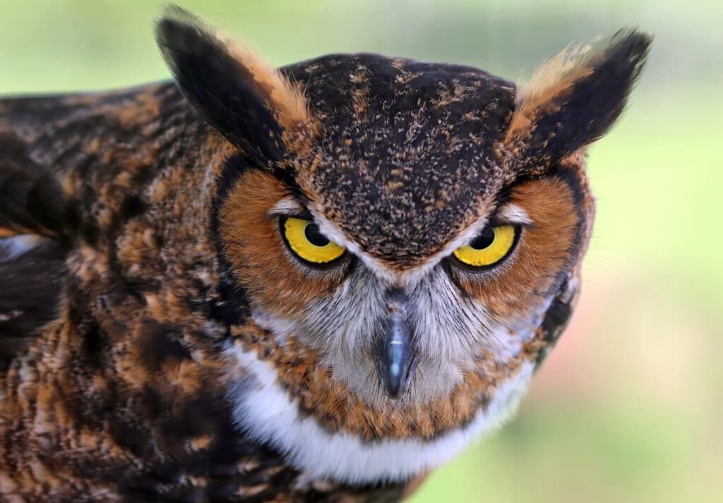 A close up of the face of a Great-horned Owl. It is looking at the camera and its ear tufts are held up.