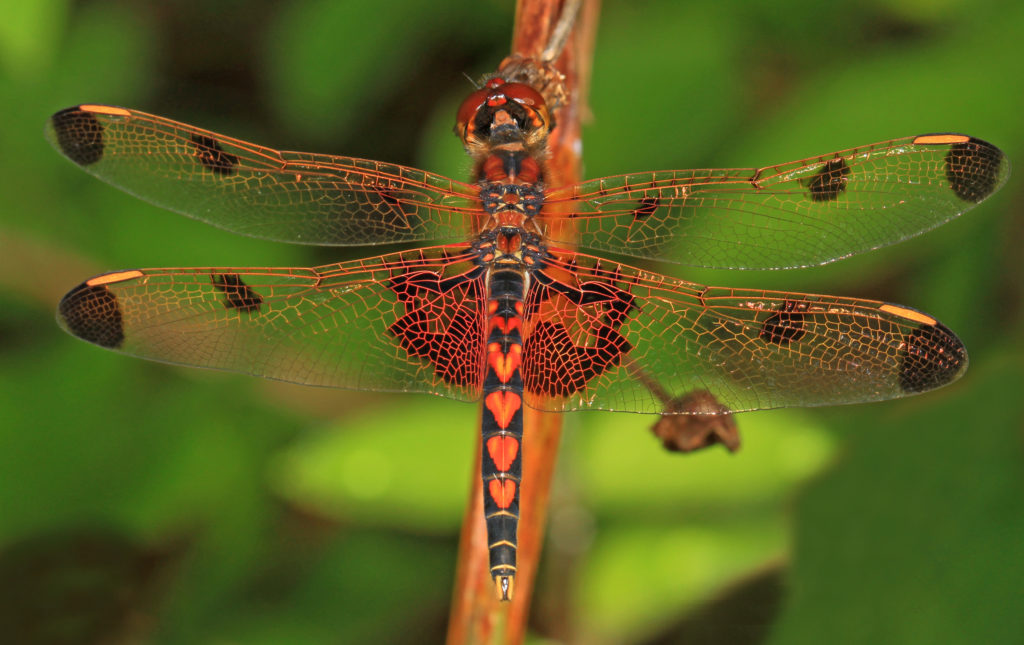 Beautiful orange-and-black patterned dragonfly with black wingtips.