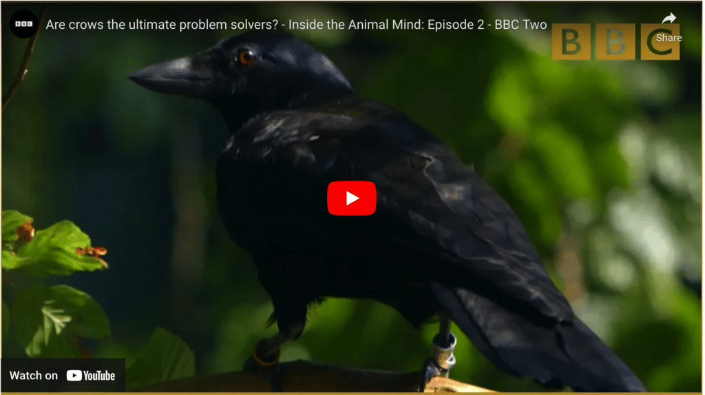 Image of YouTube link to a crow video.