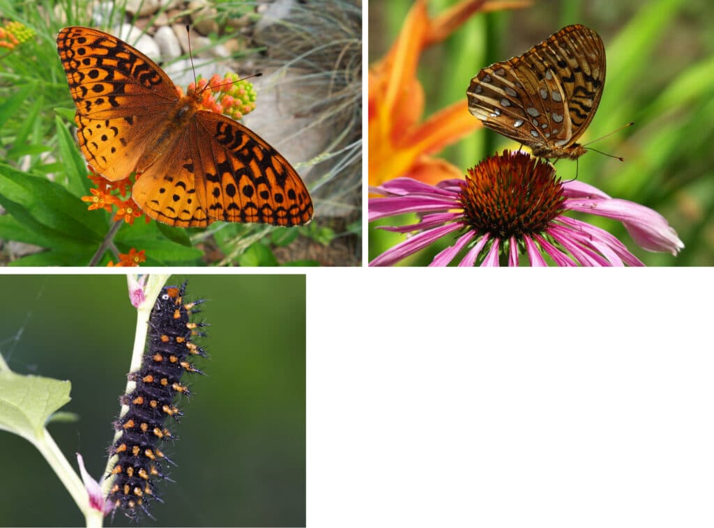 A composite of photos of the Great Spangled Fritillary, showing from above, the side, and a larva.