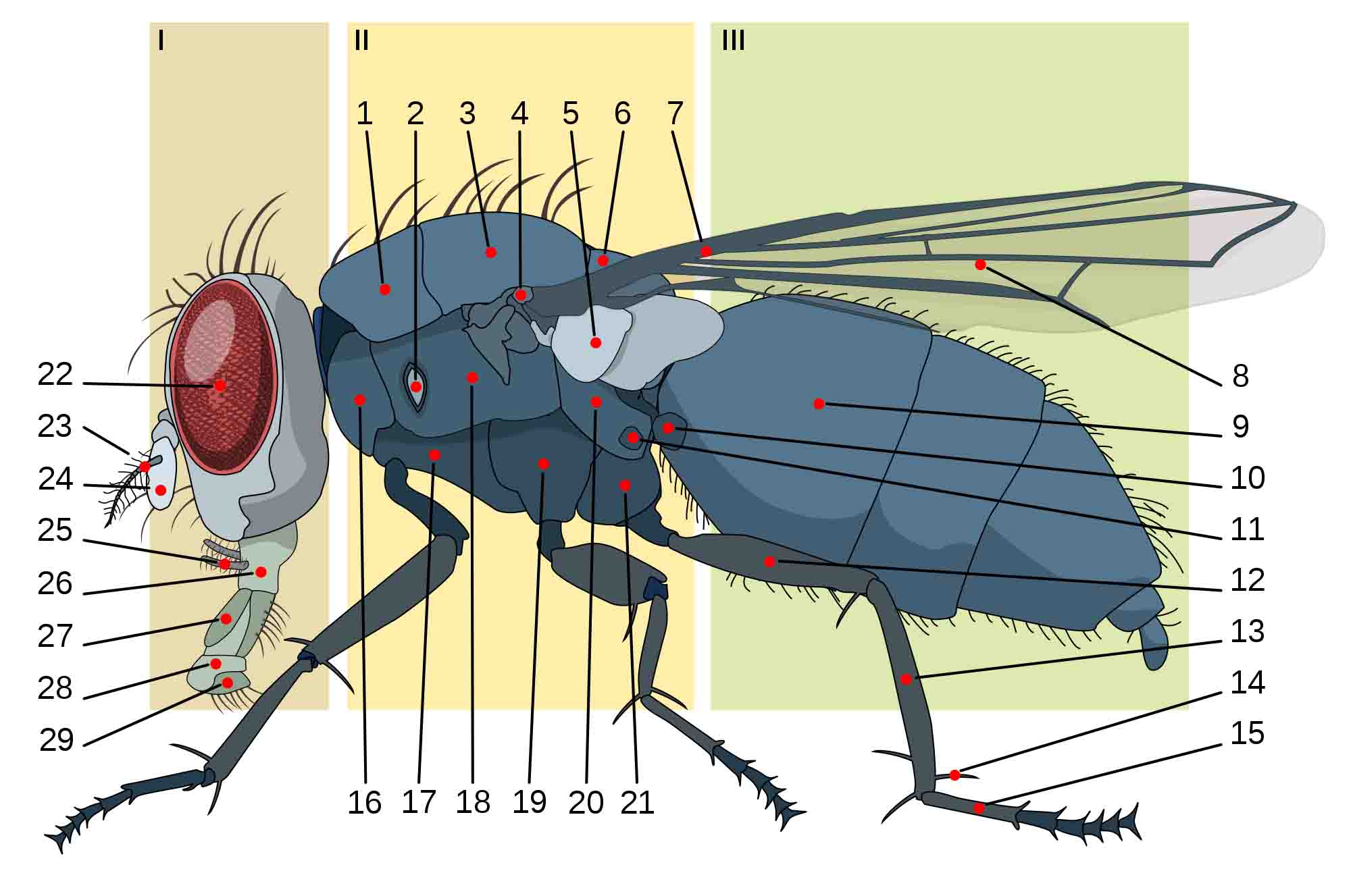 All About Flies