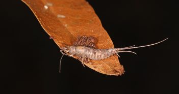 Jumping bristletail standing on orange-colored leaf against a black background.