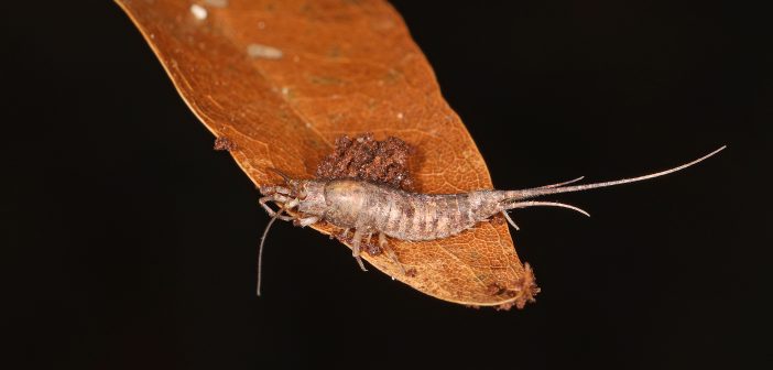 Jumping bristletail standing on orange-colored leaf against a black background.