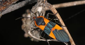 Large Milkweed Bug clinging to a milkweed plant seedpod.