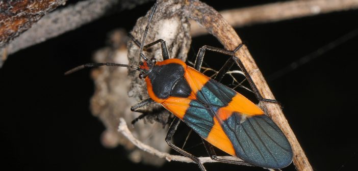 Large Milkweed Bug clinging to a milkweed plant seedpod.