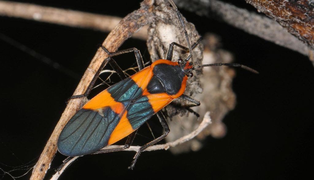 lady-bugs-good-or-bad-wheeler-exterminating-company