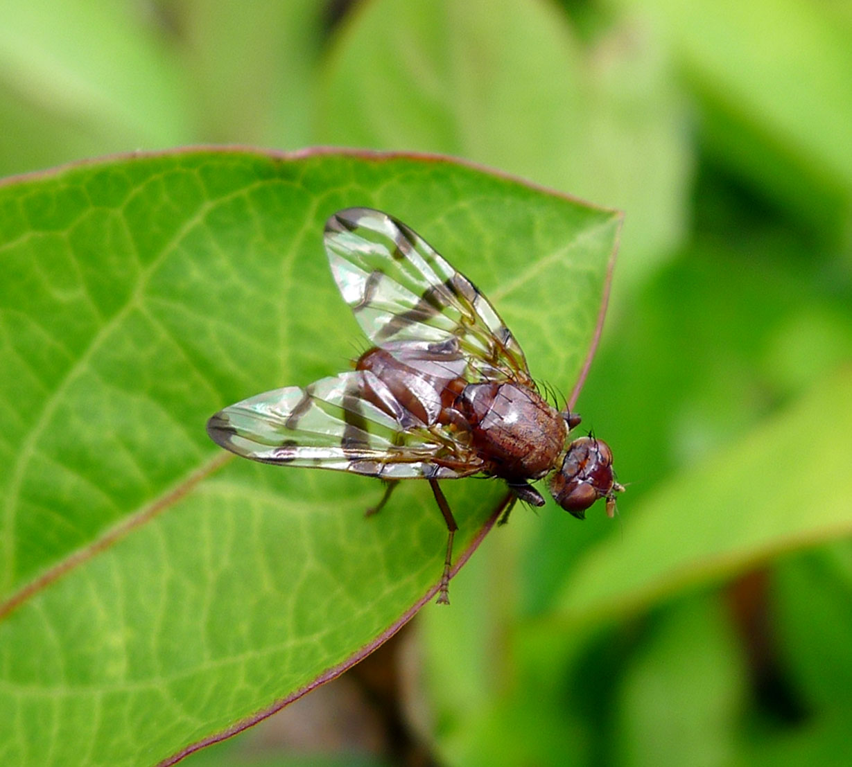 fly flies flys flying green eyes wing antenna iridescent frequent