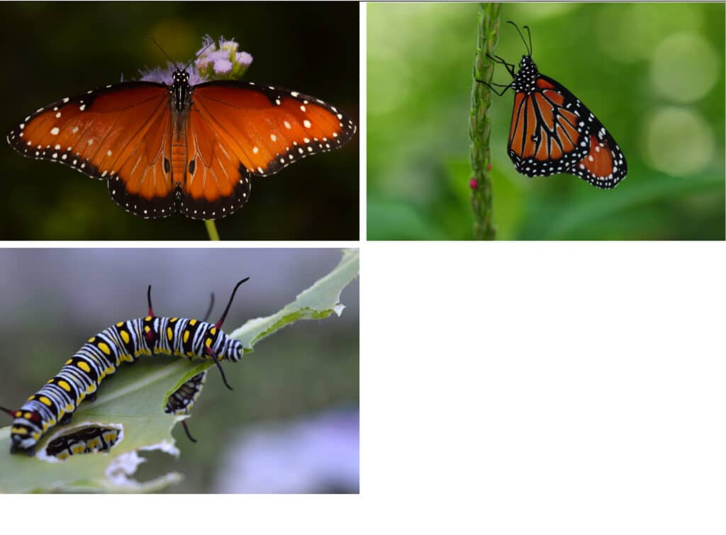 A composite of images of the Queen Butterfly: one with wings outstretch, one with wings closed, and a Queen larva.