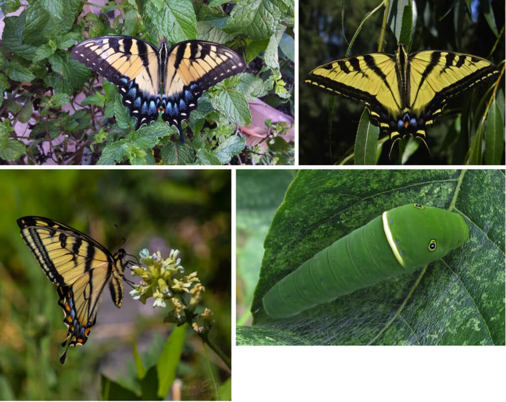 A composite of four images of Tiger Swallowtails: An Eastern Tiger dorsal view, Western Tiger dorsal view, a ventral view of one and a larva.