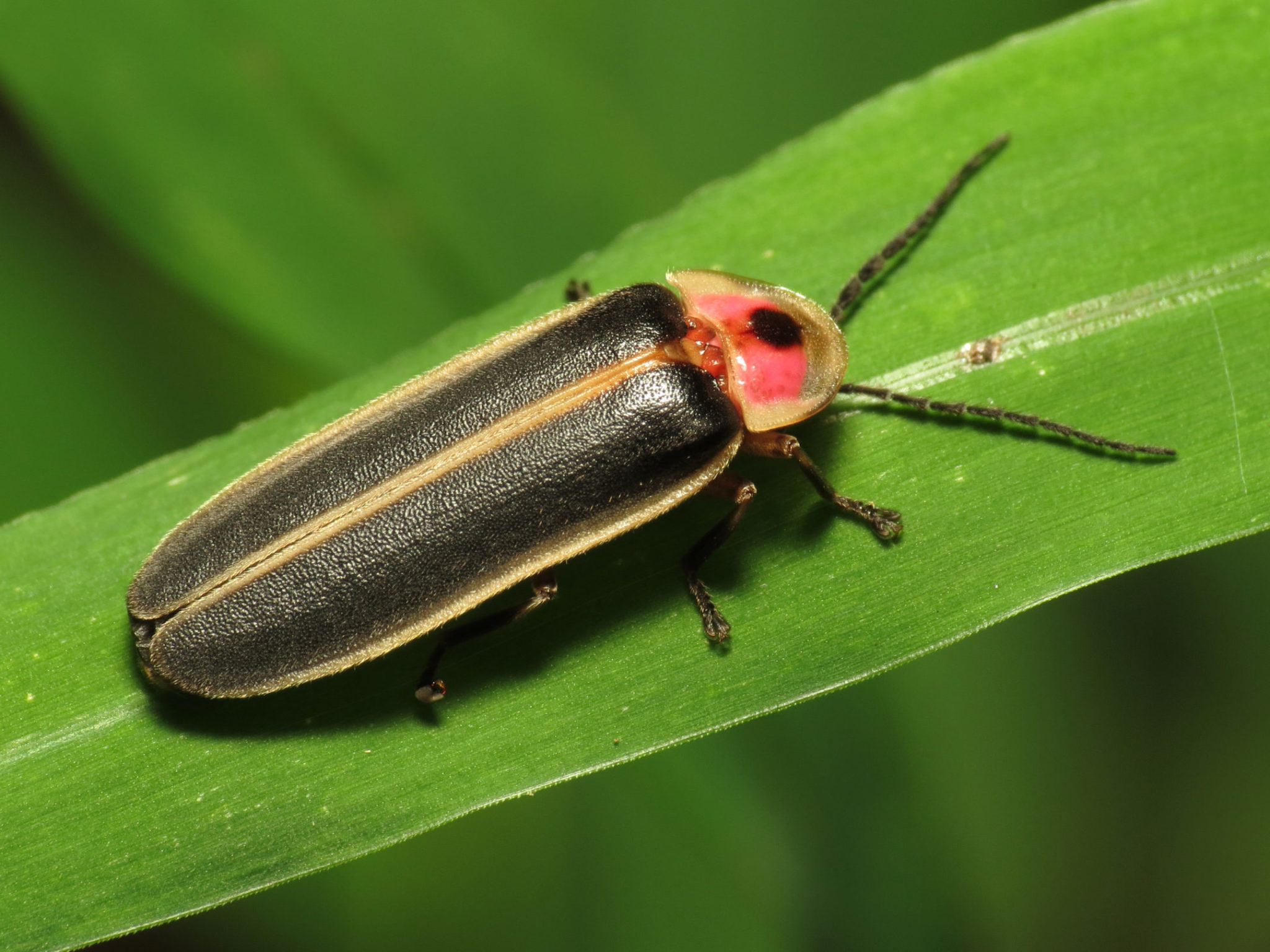 In your yard: fireflies (lightning bugs) - Welcome Wildlife