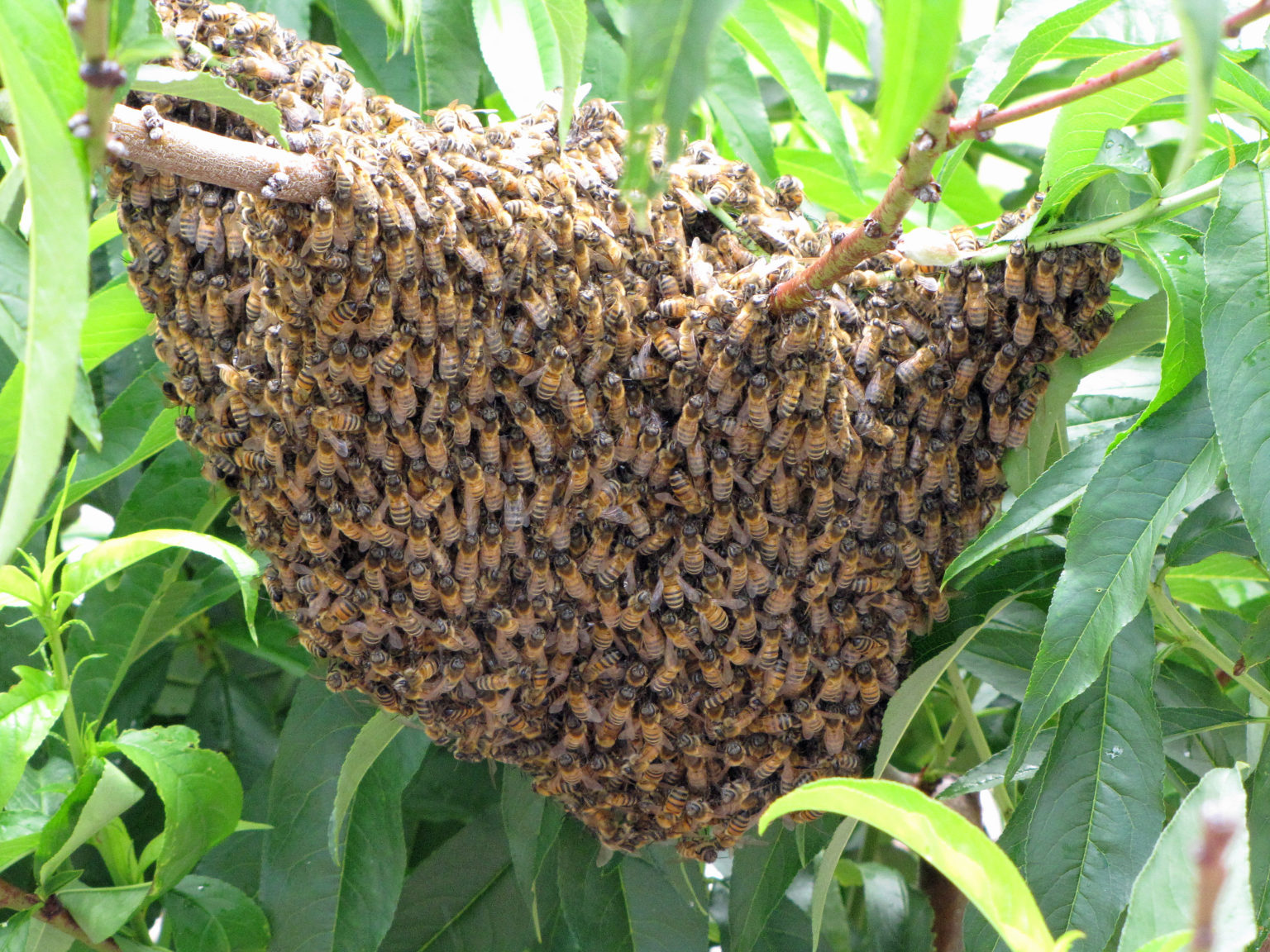 цветочная полка bee swarm