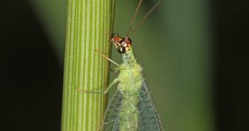 Green lacewing standing on a plant stalk