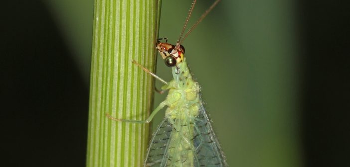 Green lacewing standing on a plant stalk