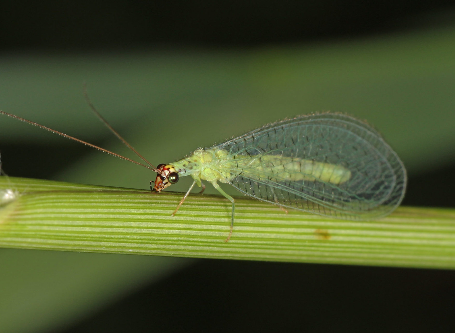 Real Monstrosities: Green Lacewing