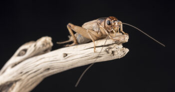 A House Cricket is standing at the end of a long piece of wood.