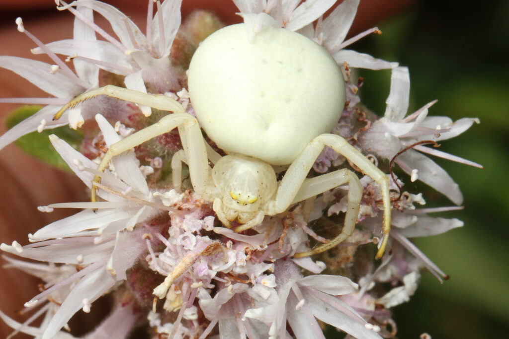 A Goldenrod Crab Spider is sitting on white flowers, as seen from the top.