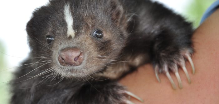 Close up of a Striped Skunk being held in someone's arms.