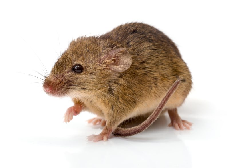 House Mouse standing on a white surface, with a white background.