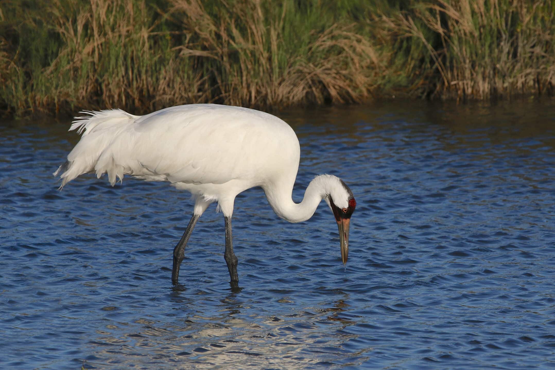 Impact of habitat destruction on wildlife, plants