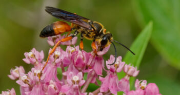 A Golden Digger Wasp is seen from the side as it feeds on the nectar of a pink flower.