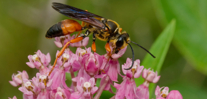 A Golden Digger Wasp is seen from the side as it feeds on the nectar of a pink flower.