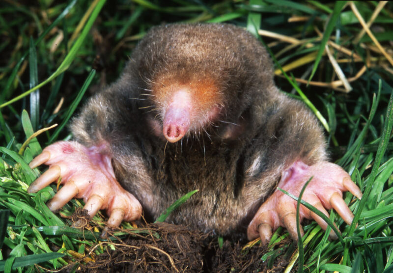 An Eastern Mole is shown facing the camera at the entrance of its tunnel.