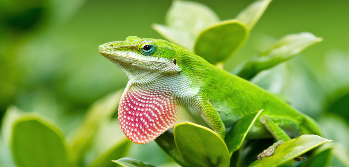 A Green Anole is standing on a green leaf.