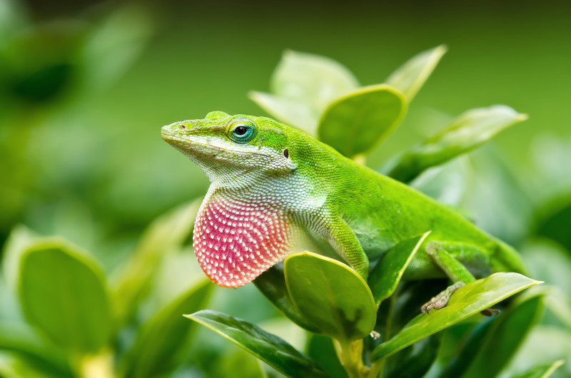 A Green Anole is standing on a green leaf.