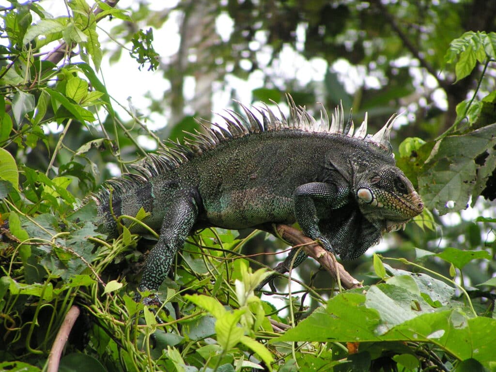 A large Green Iguana  is shown standing among tree branches, as seen from the side.