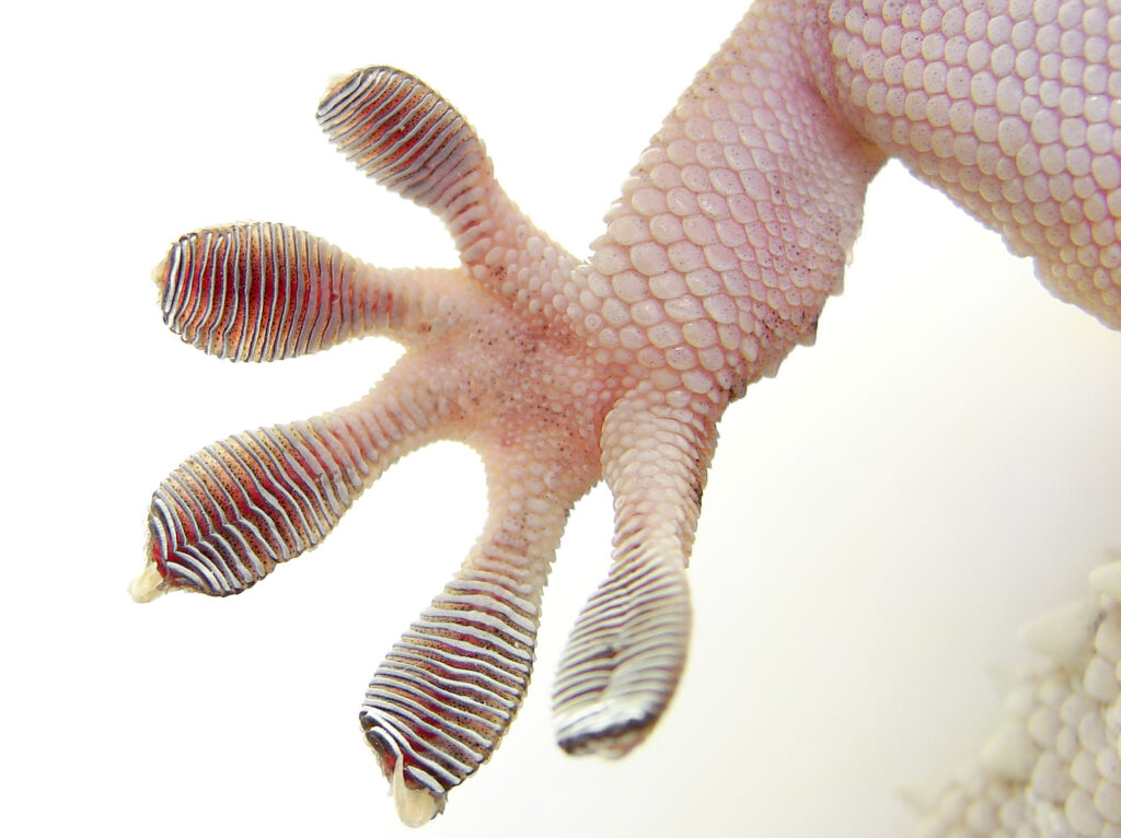 A close up of the bottom of the foot of a Ringed Wall Gecko.