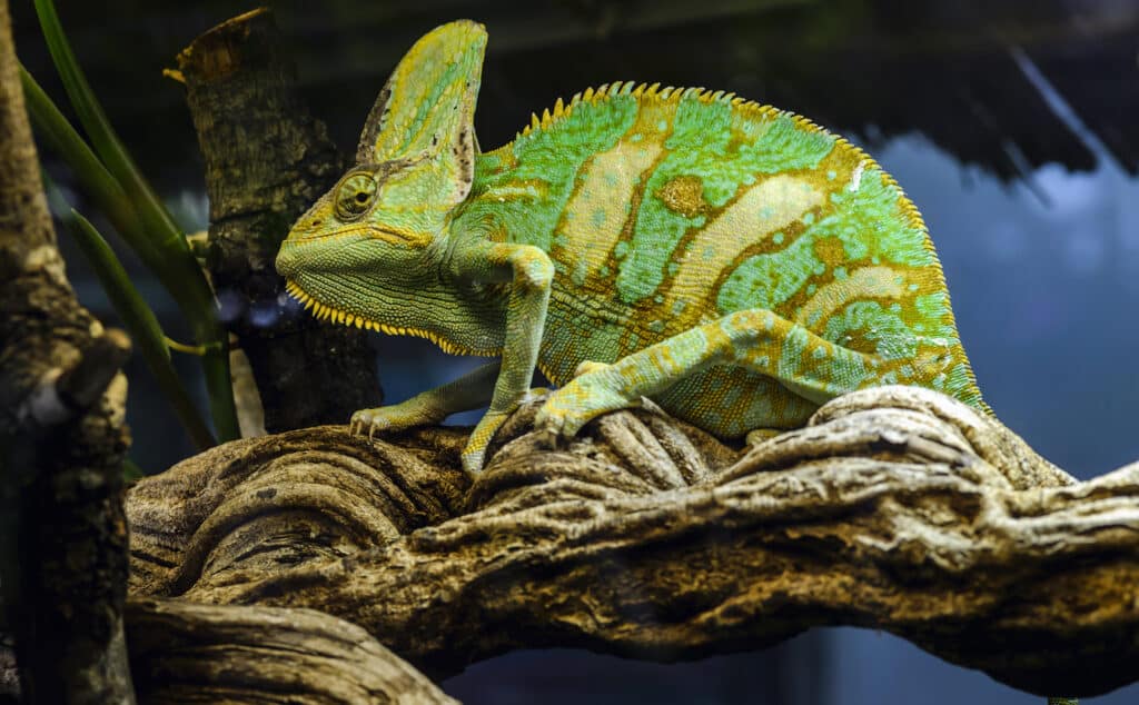 A Veiled Chameleon, bright green in color with pale stripes, is standing on a tree branch, as seen from the side.