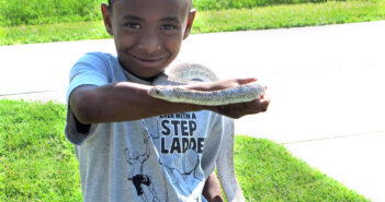 A young boy is holding a White-sided Bullsnake, which is stretched out partly across his forearm.