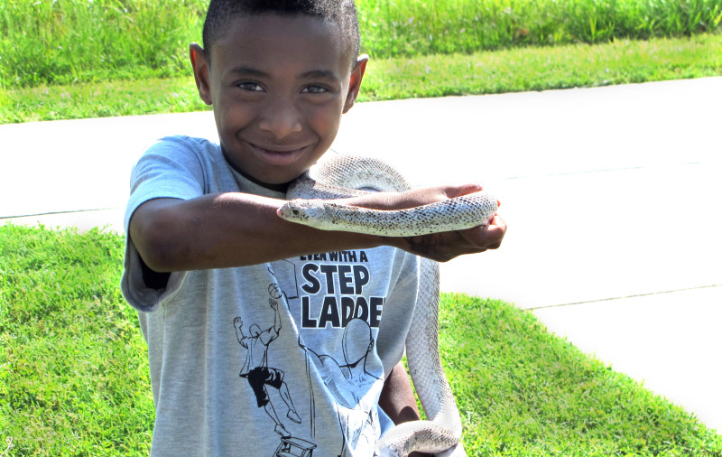 A young boy is holding a White-sided Bullsnake, which is stretched out partly across his forearm.