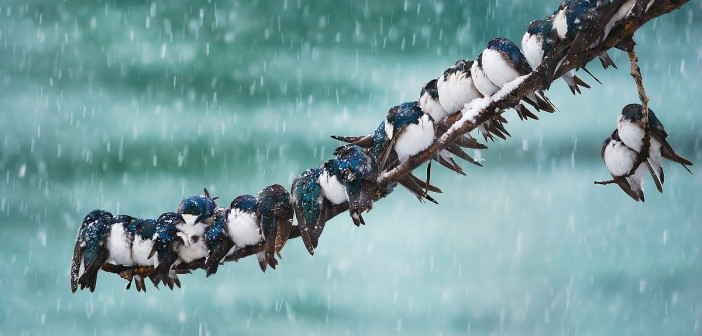 A long row of Eastern Bluebirds are tightly huddled side by side on a thin branch. Snow flakes are falling around them.