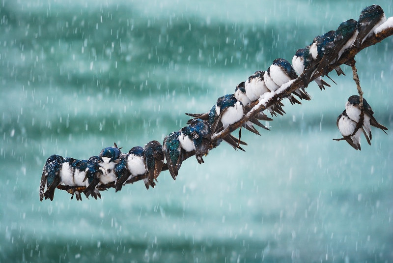 A long row of Eastern Bluebirds are tightly huddled side by side on a thin branch. Snow flakes are falling around them.