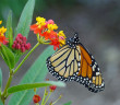 Close up of a Monarch Butterfly clinging to a flower on a Tropical Milkweed plant.