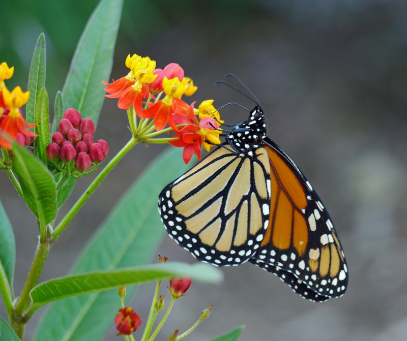 Close up of a Monarch Butterfly clinging to a flower on a Tropical Milkweed plant.