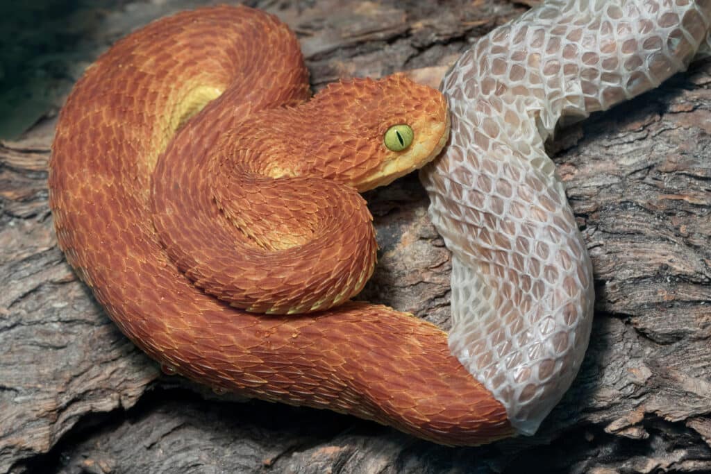 An orange-colored bush viper is shedding its old skin, which is a transparent gray.