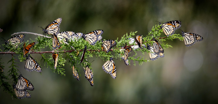 Several Monarch Butterflies are clinging to a horizontal branch of an evergreen tree.