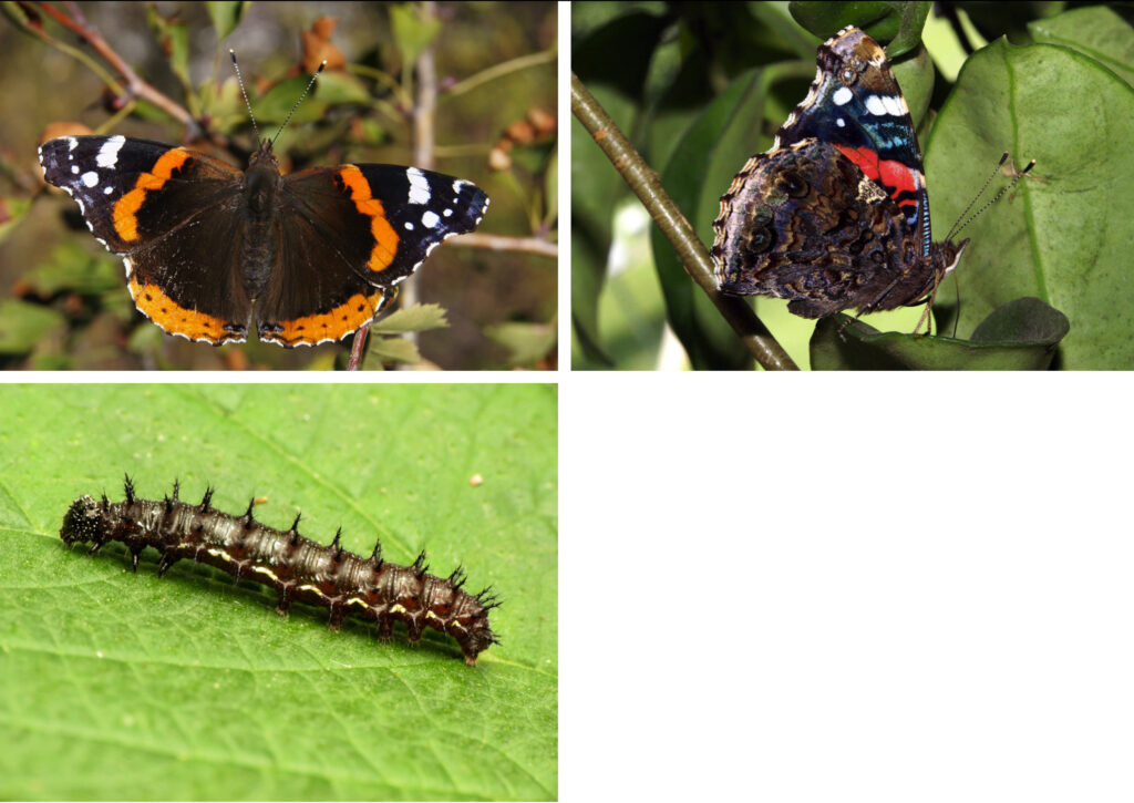 A composite of three Red Admiral Butterfly images: one from the top view, a side view, and a larva.